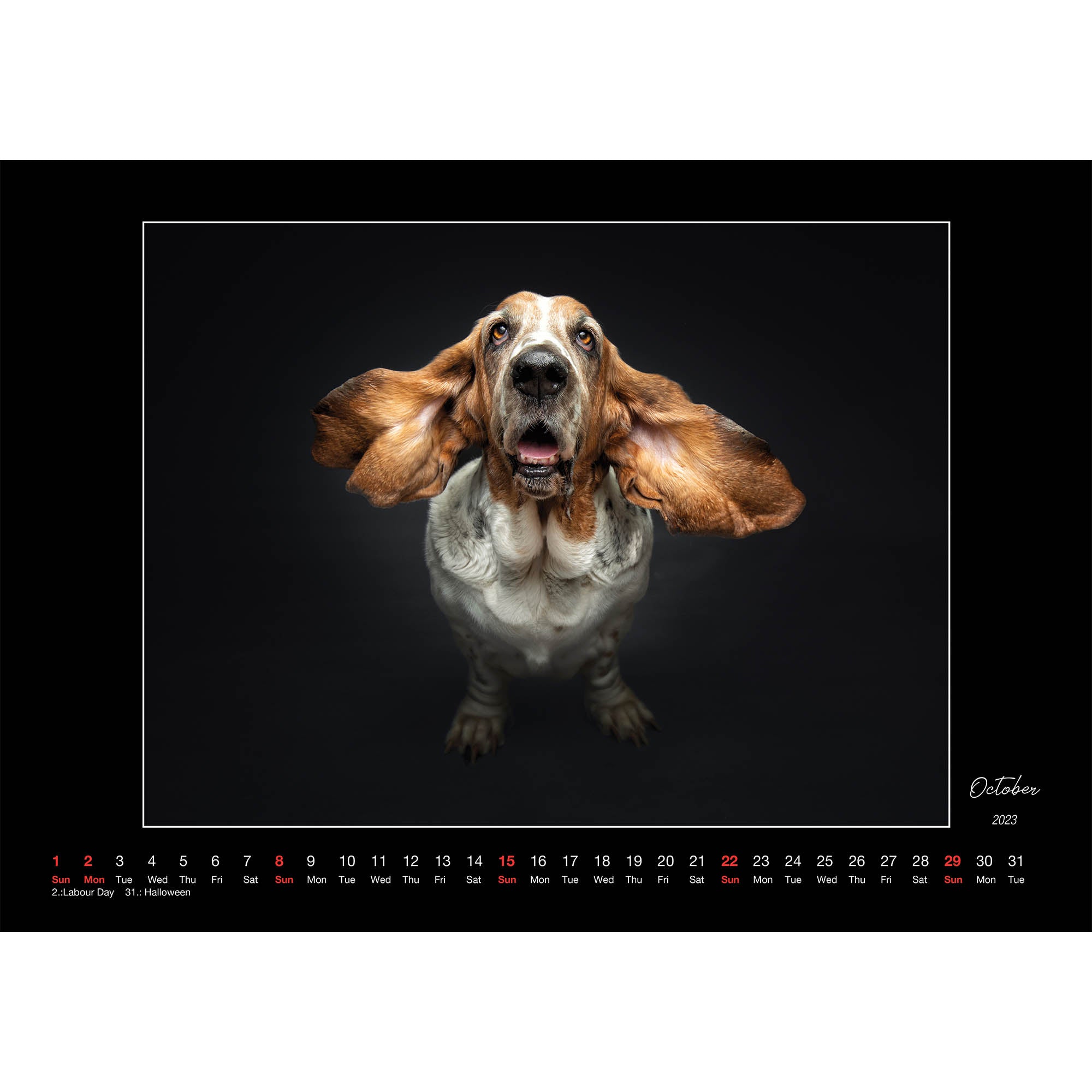 2023 Basset Hounds  (By Vieler Photography) - Deluxe Wall Calendar