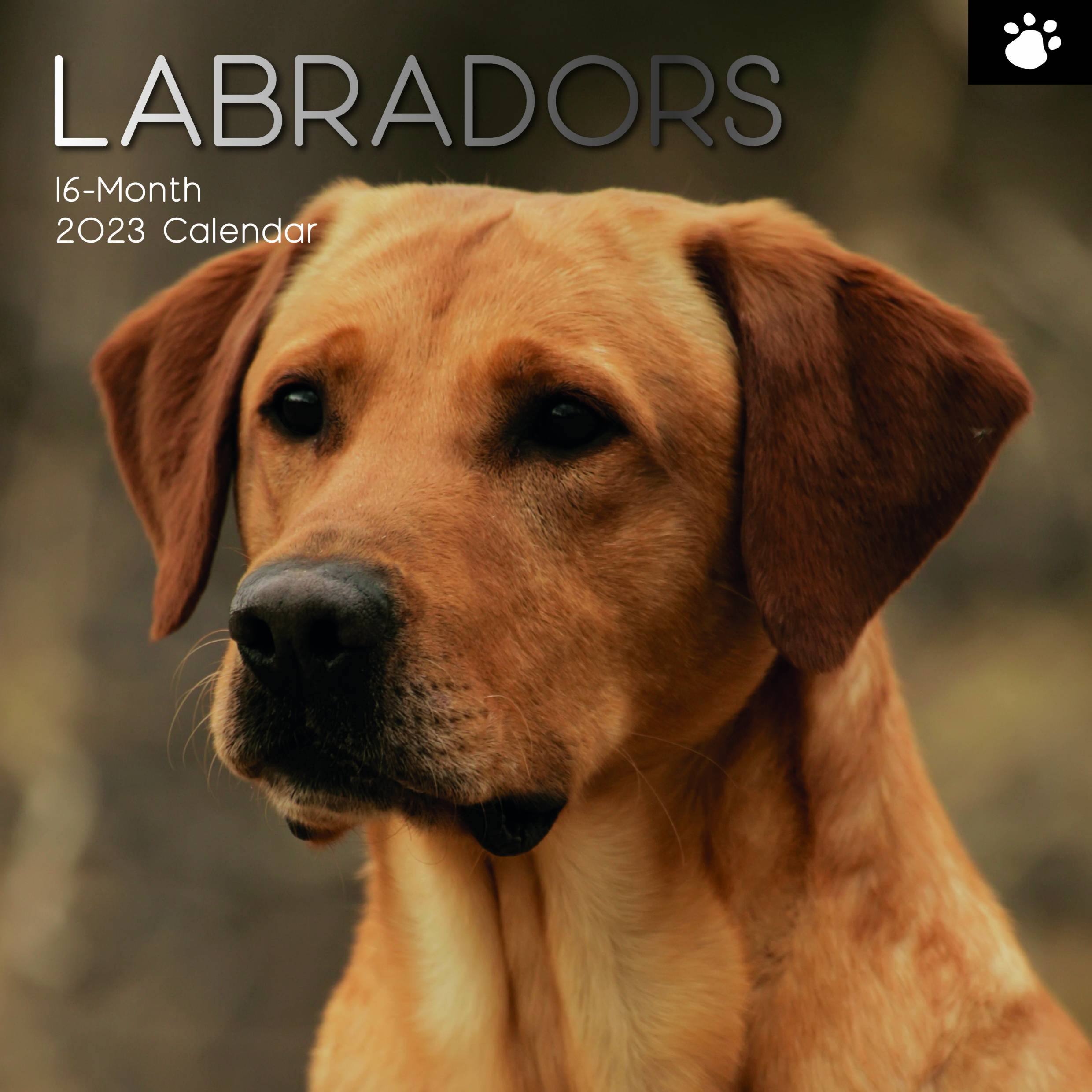 2023 Labradors - Square Wall Calendar