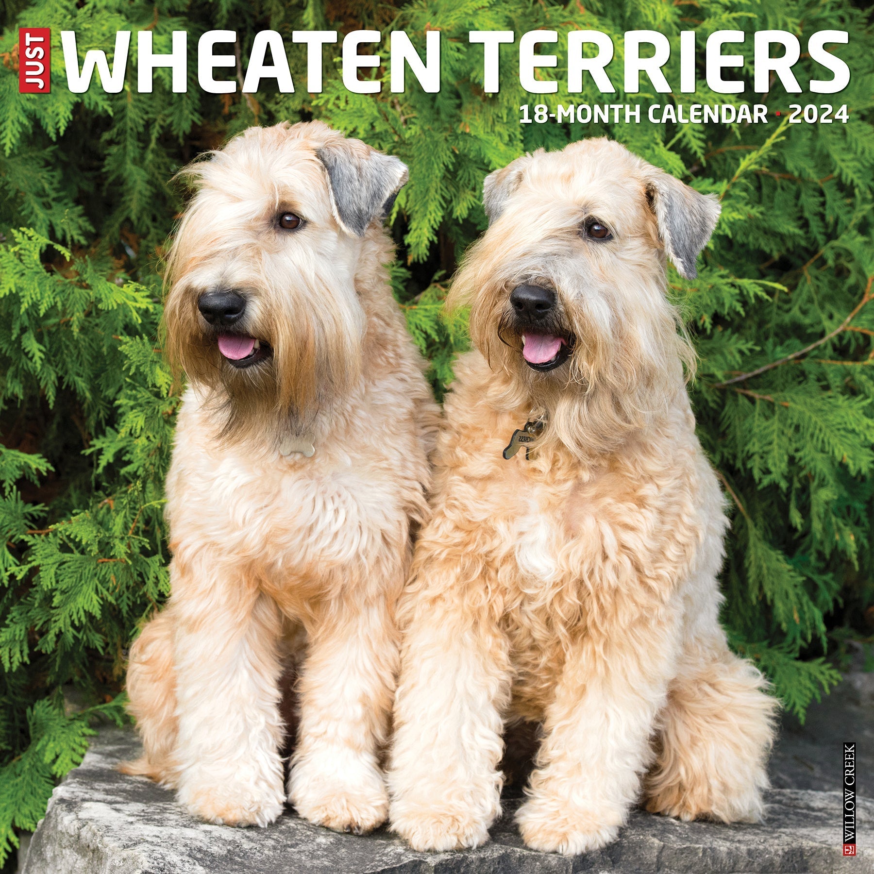 2024 Just Wheaton Terriers - Square Wall Calendar US