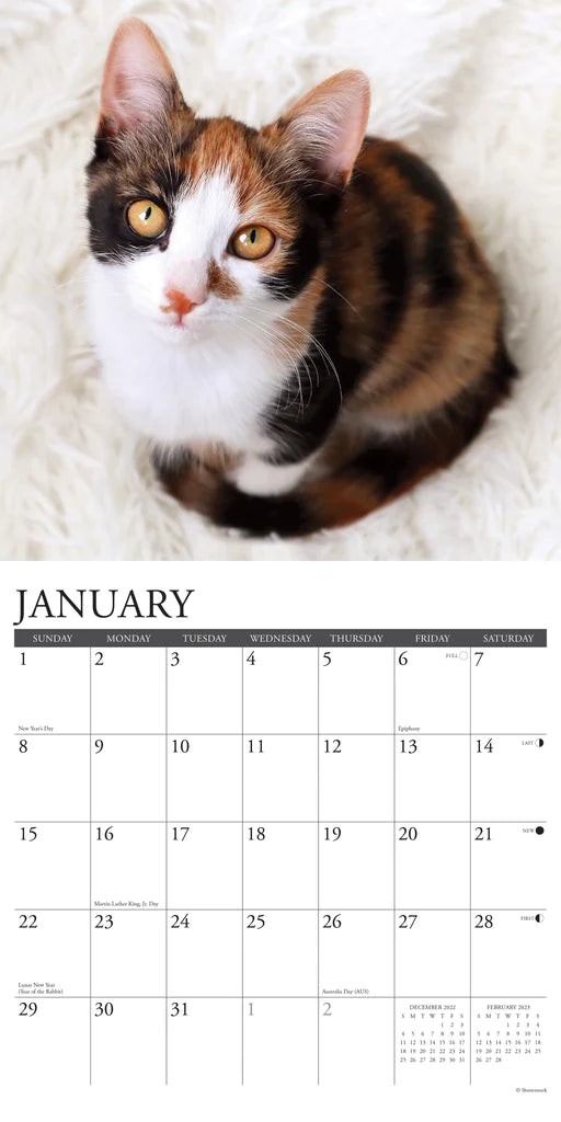 2023 Just Calico Cats - Square Wall Calendar