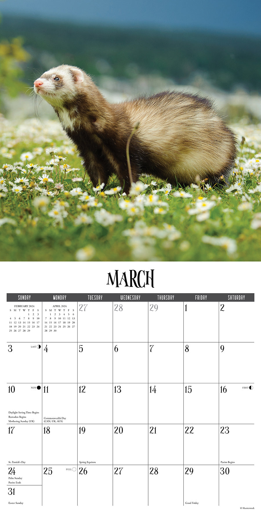 2024 Ferrets - Square Wall Calendar US
