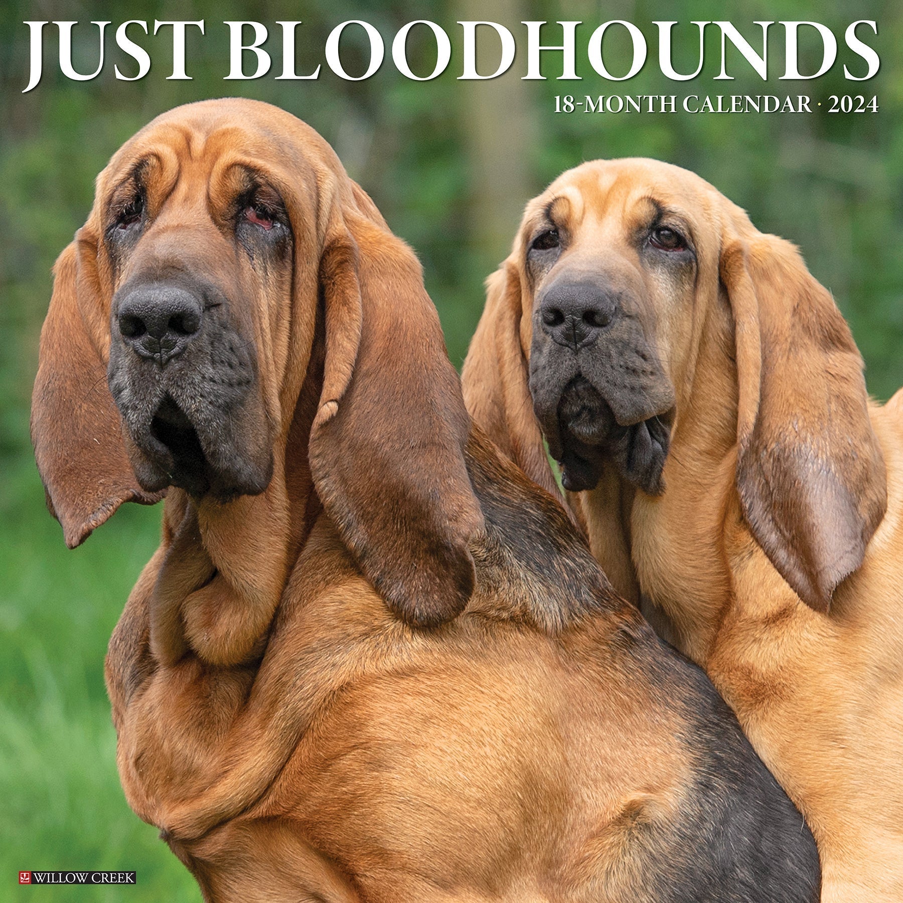 2024 Just Bloodhounds - Square Wall Calendar US