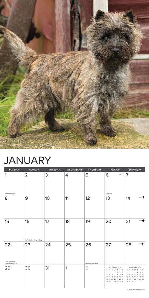 2023 Just Cairn Terriers - Square Wall Calendar