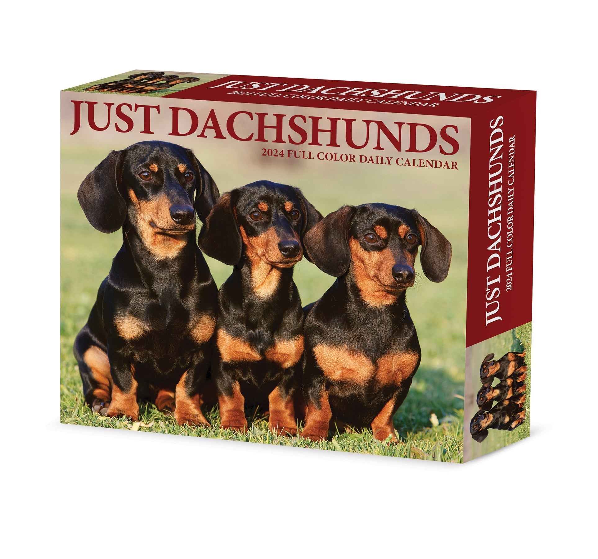2024 Dachshunds - Daily Boxed Page-A-Day Calendar US