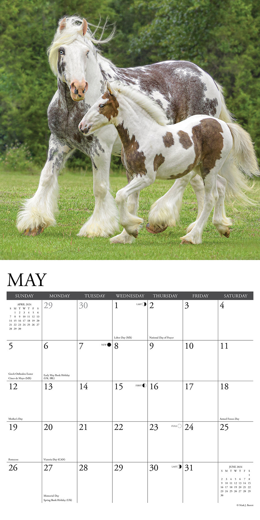 2024 Gypsy Vanner Horse - Square Wall Calendar US