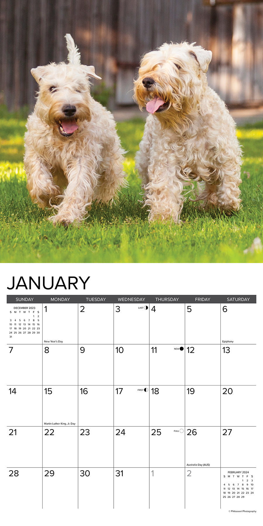 2024 Just Wheaton Terriers - Square Wall Calendar US