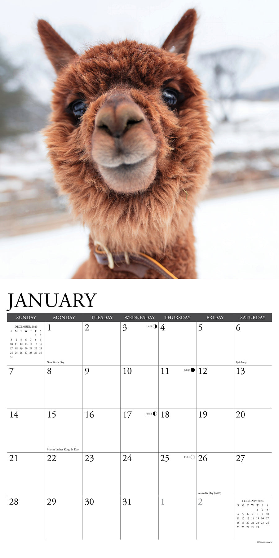 2024 Alpacas - Square Wall Calendar US