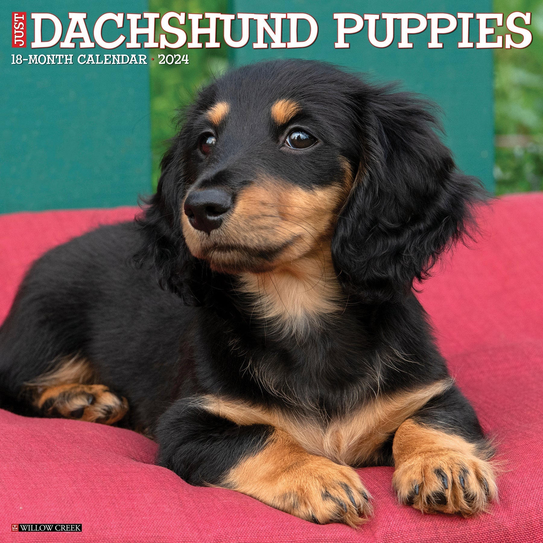 2024 Just Dachshund Puppies - Square Wall Calendar US