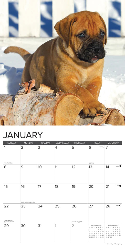 2023 Just Mastiffs - Square Wall Calendar