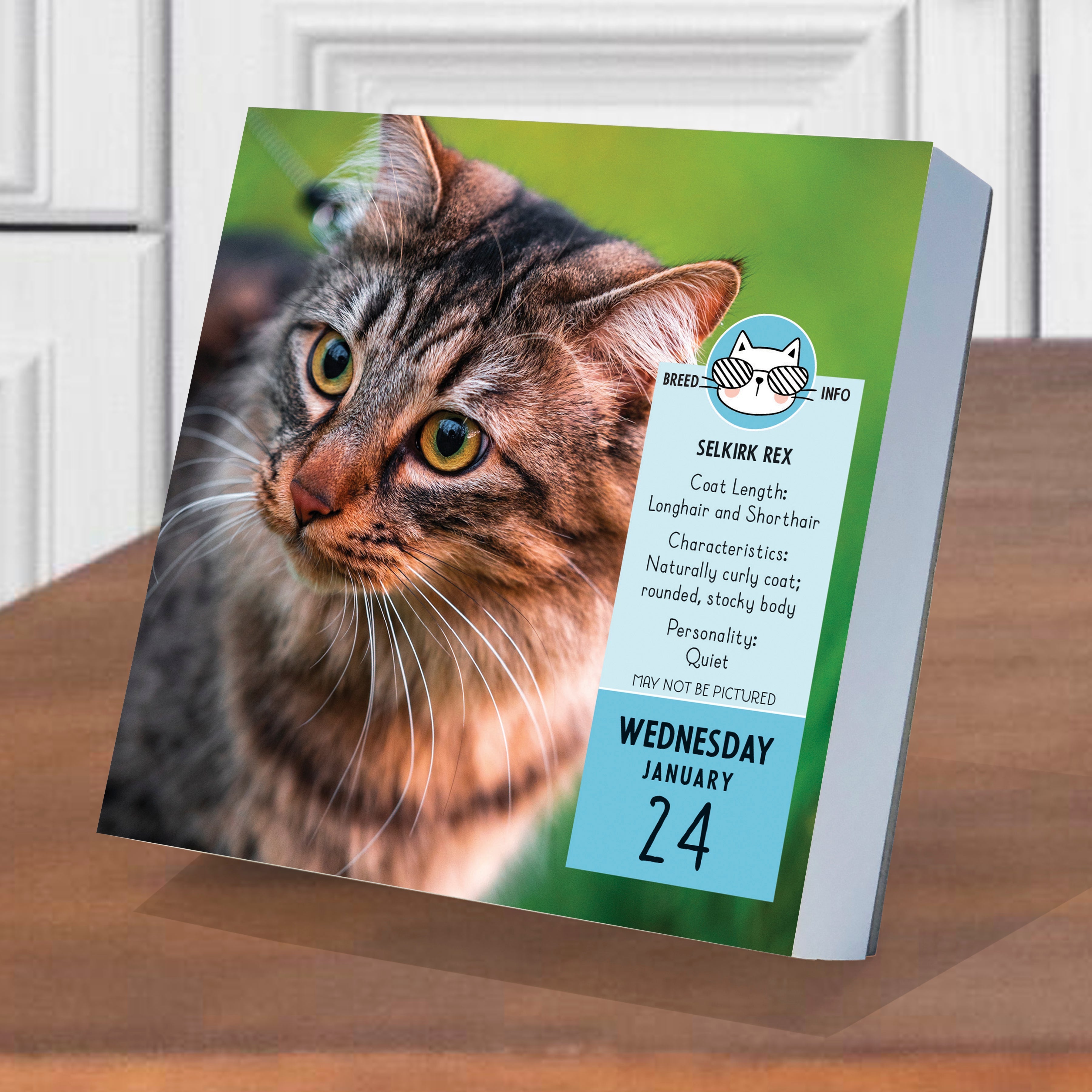 Calendars　Kittens　Page-A-Day　Daily　2024　Cat　Cats　A　Day　Boxed　by