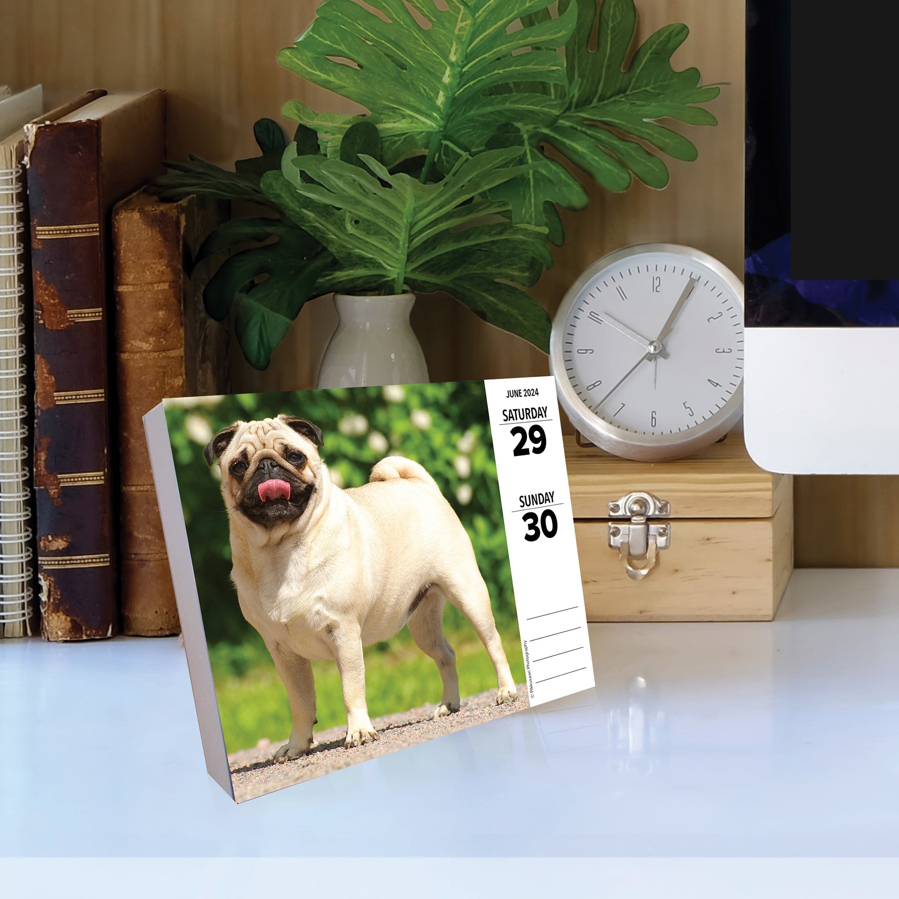 2024 Pugs - Daily Boxed Page-A-Day Calendar US