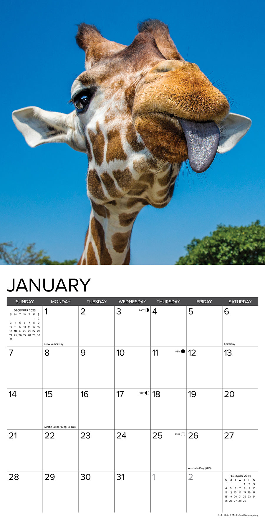 Calendrier d'animaux sauvages 2024 My Wildlife