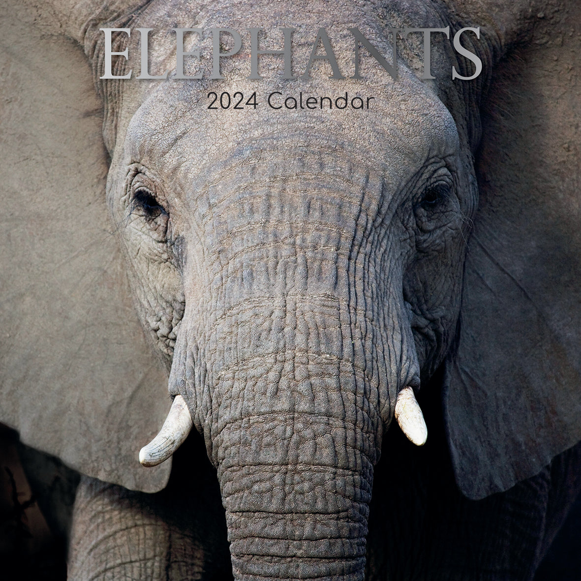 2024 Elephants - Square Wall Calendar