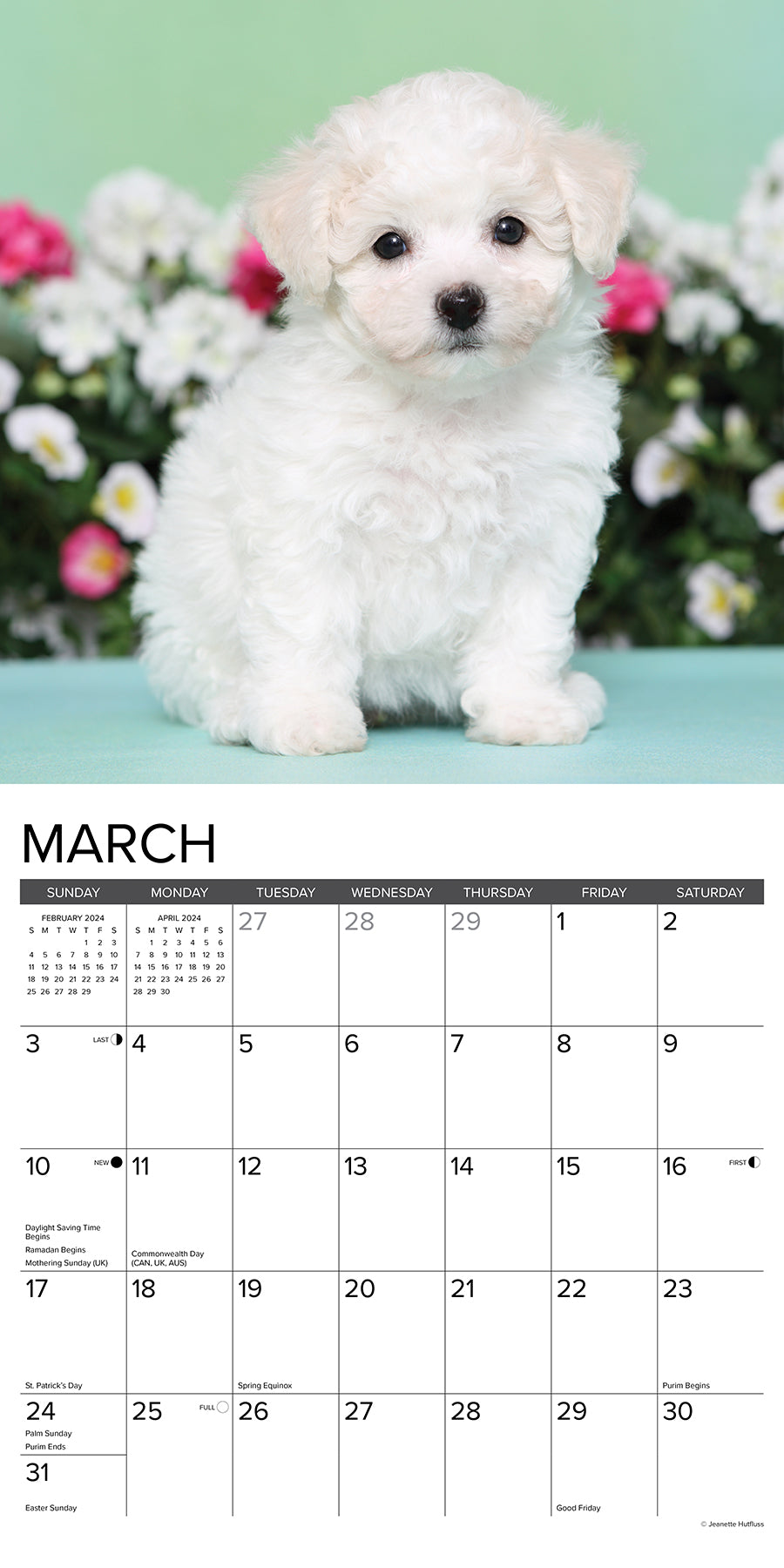 2024 Just Bichon Frise Puppies - Square Wall Calendar US