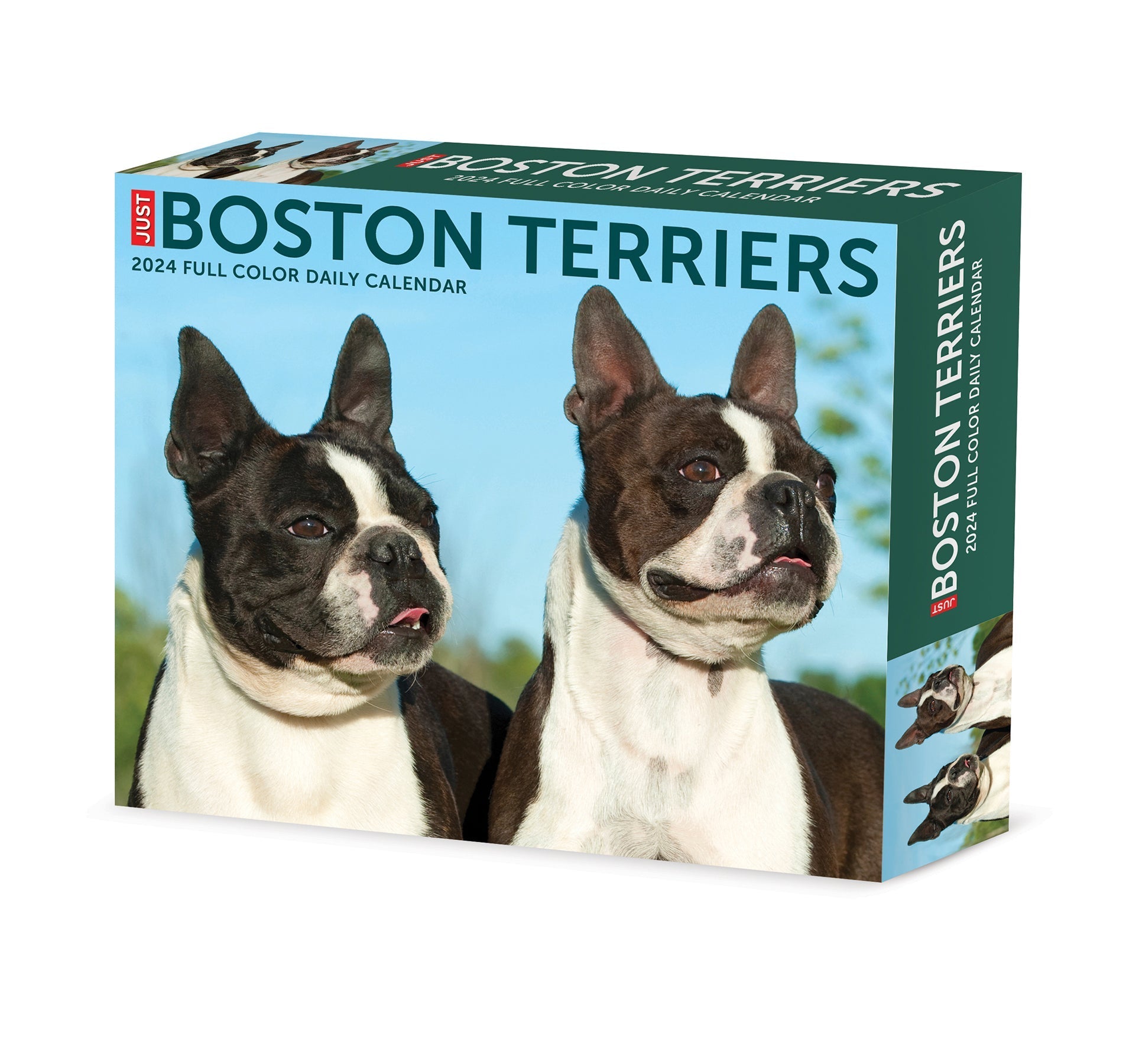 2024 Boston Terriers - Daily Boxed Page-A-Day Calendar US