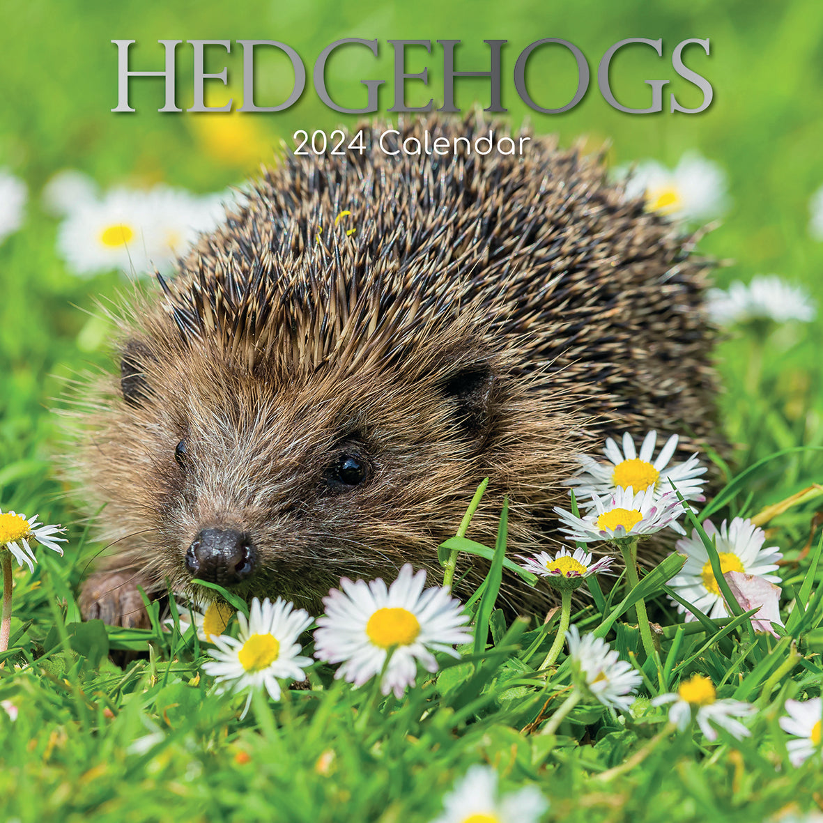 2024 Hedgehogs - Square Wall Calendar
