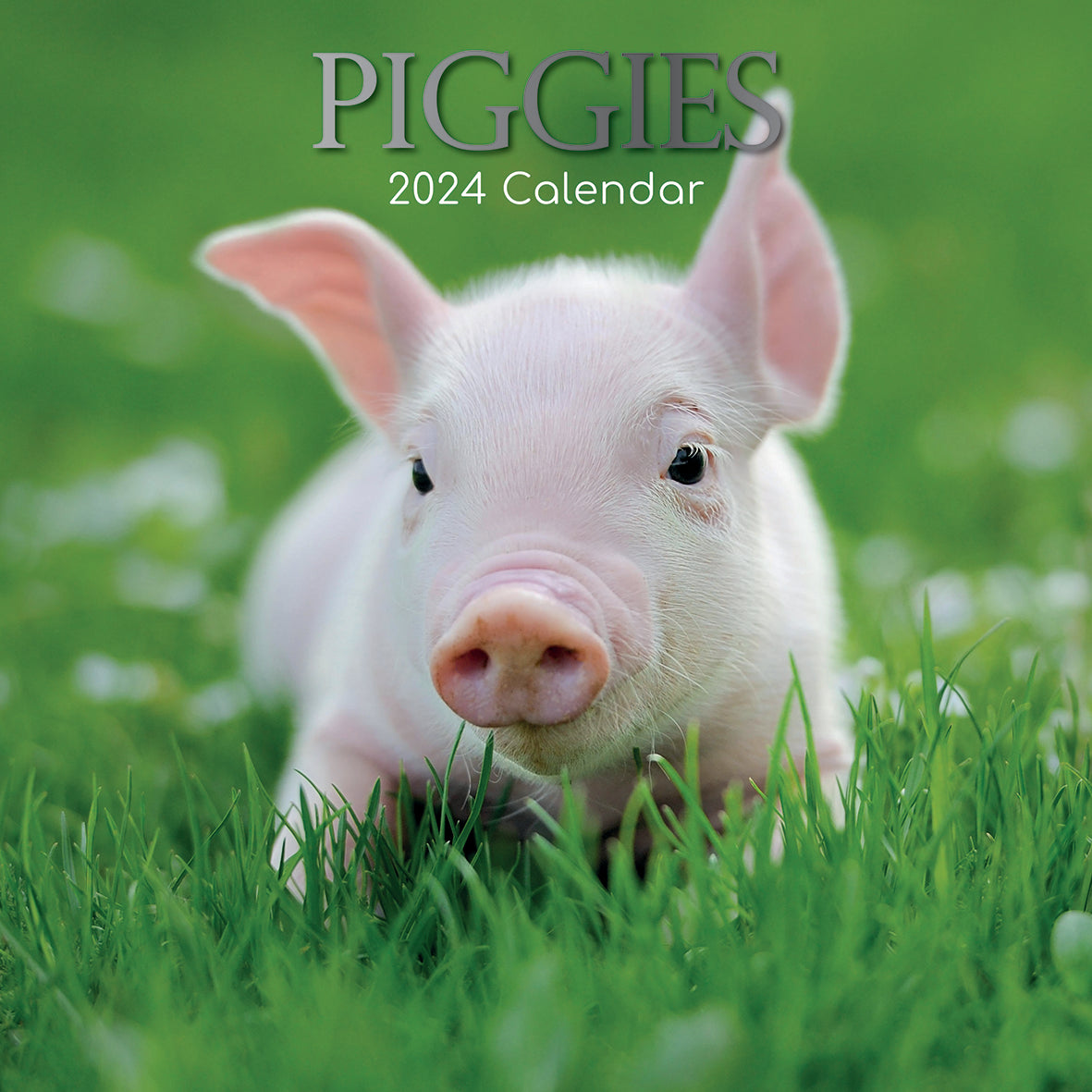 2024 Piggies - Square Wall Calendar