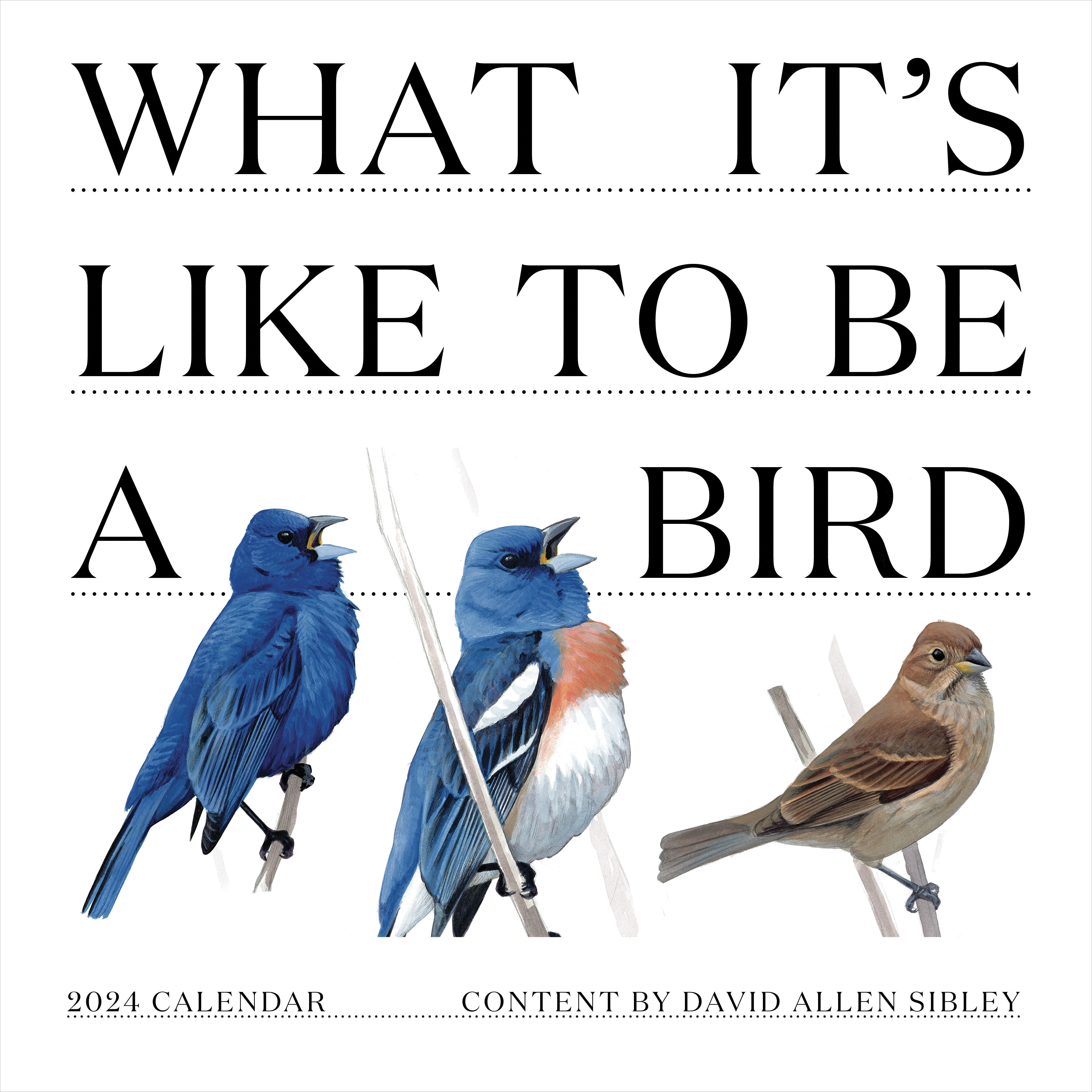2024 What It's Like To Be A Bird - Square Wall Calendar US