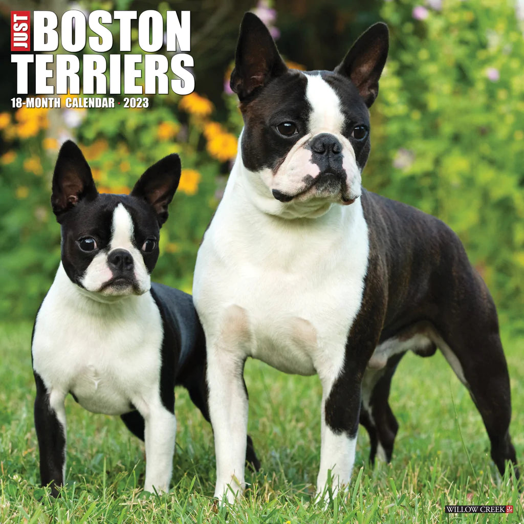 2023 Just Boston Terriers - Square Wall Calendar