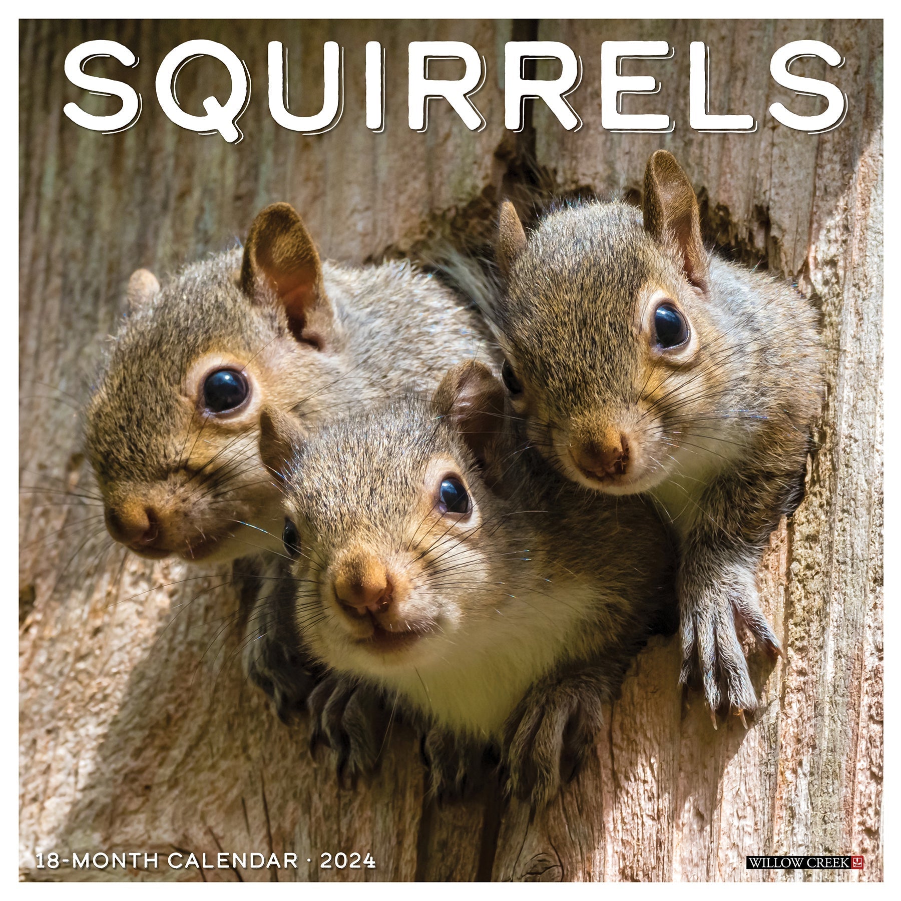 2024 Squirrels - Square Wall Calendar US