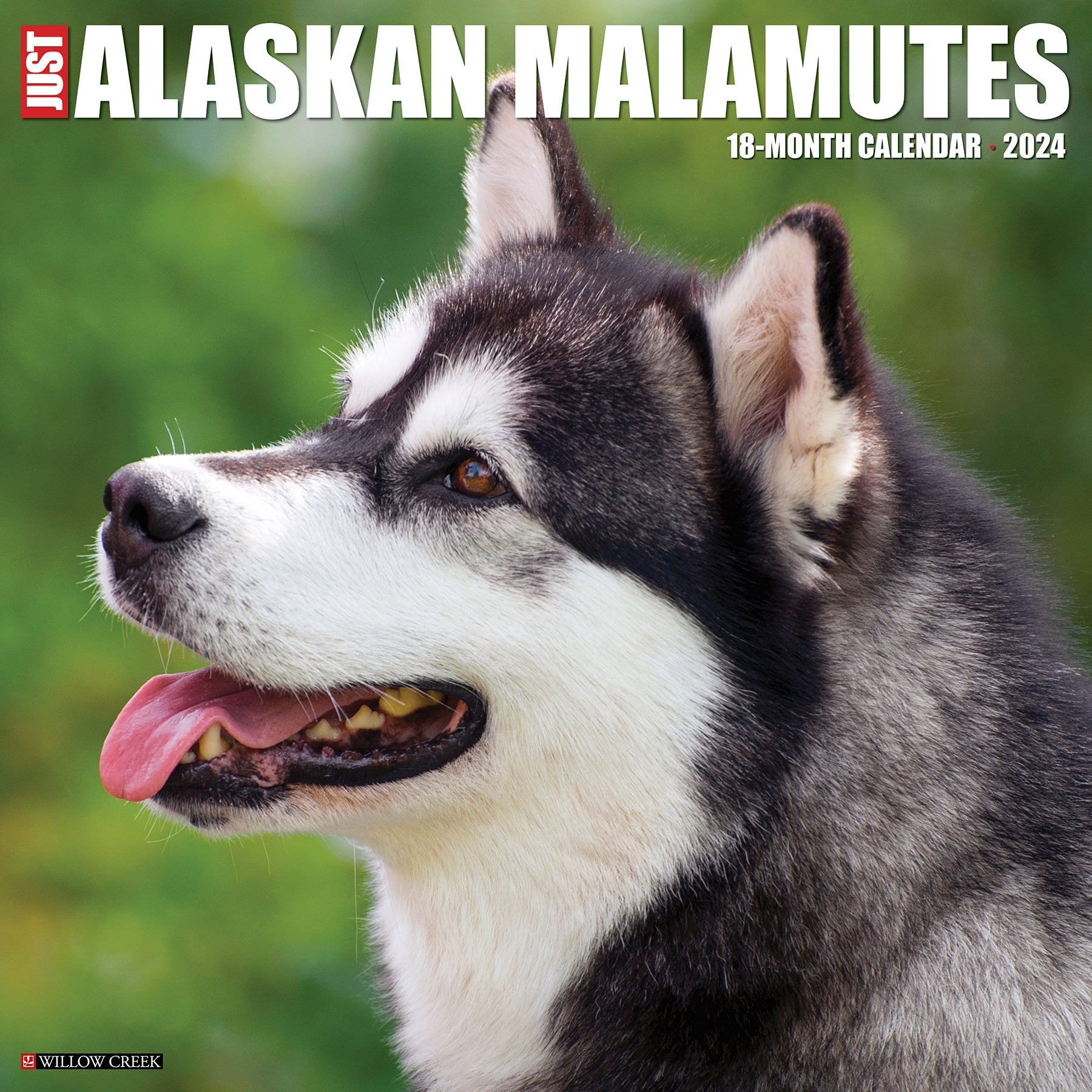 2024 Just Alaskan Malamutes - Square Wall Calendar US