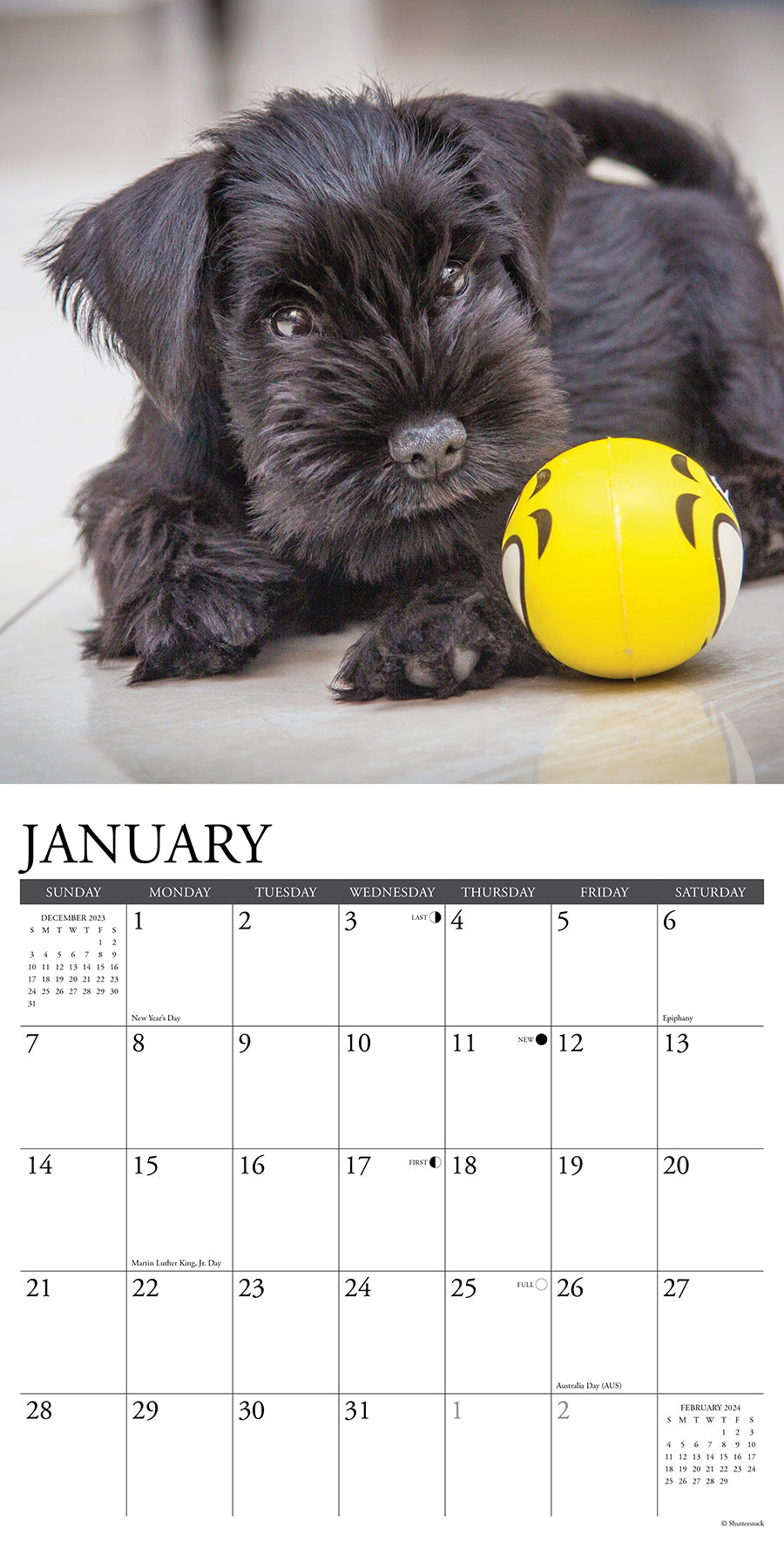 2024 Just Schnauzer Puppies - Square Wall Calendar US