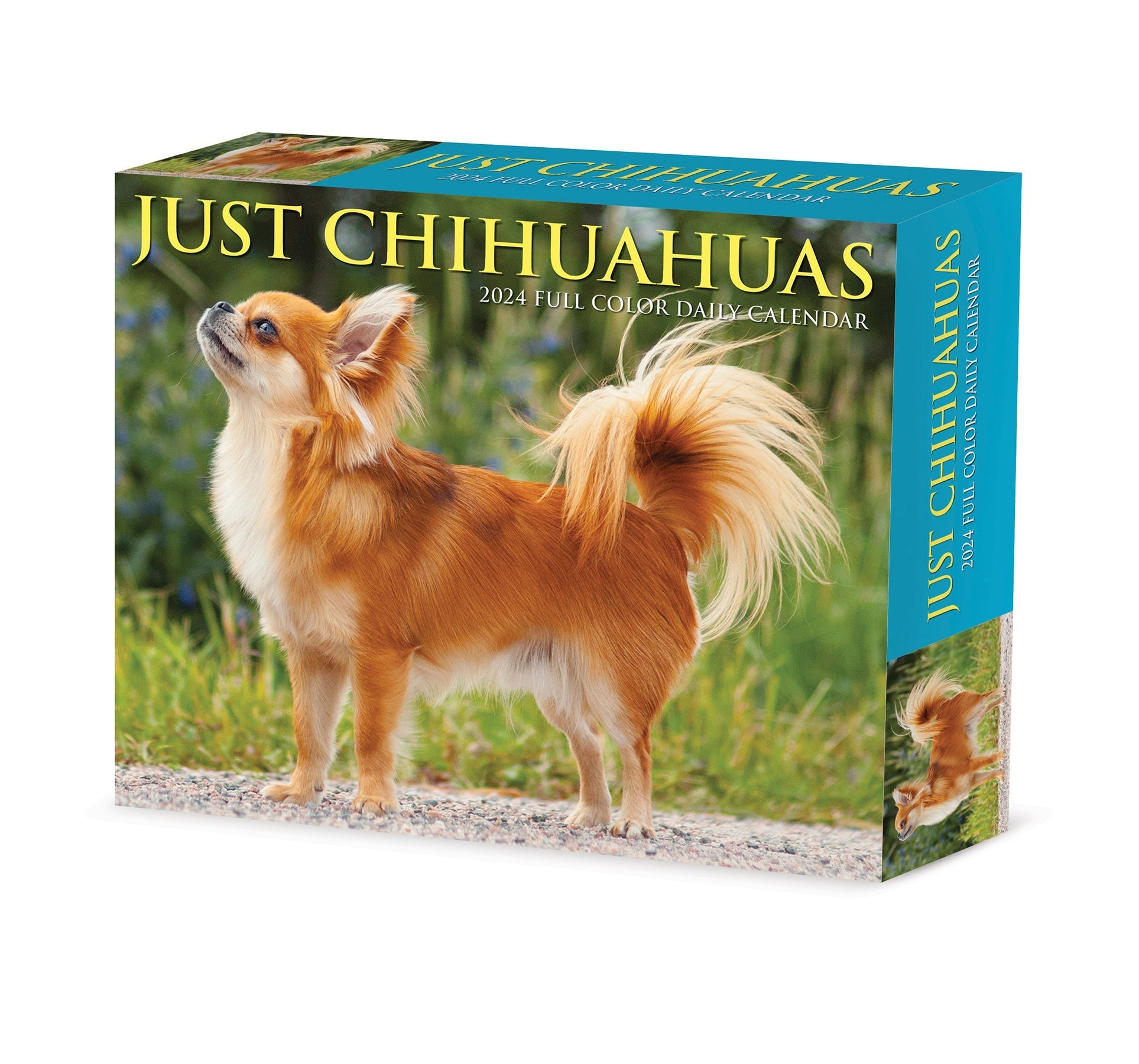 2024 Chihuahuas - Daily Boxed Page-A-Day Calendar US