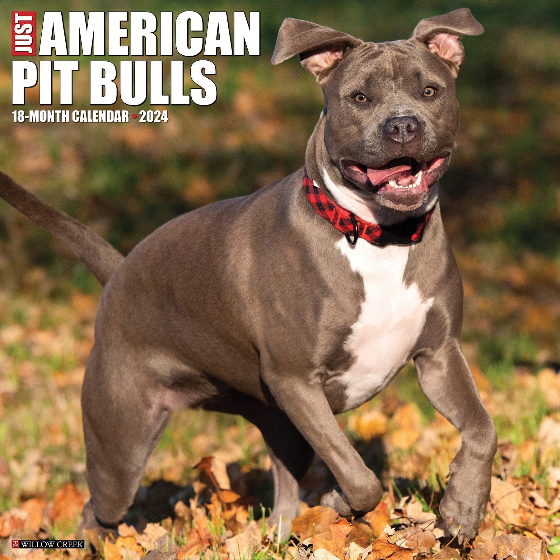2024 Just American Pit Bull Terriers - Square Wall Calendar US