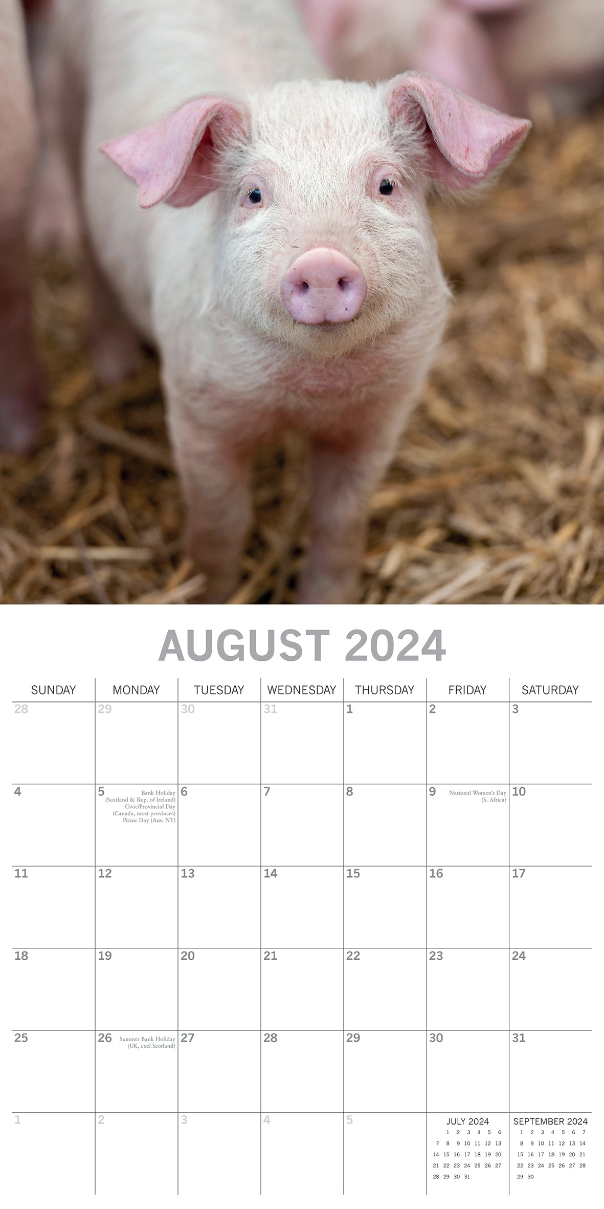 2024 Piggies - Square Wall Calendar