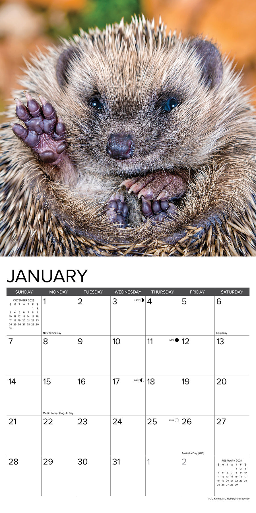 2024 Hedgehogs (by Willow Creek) - Square Wall Calendar US