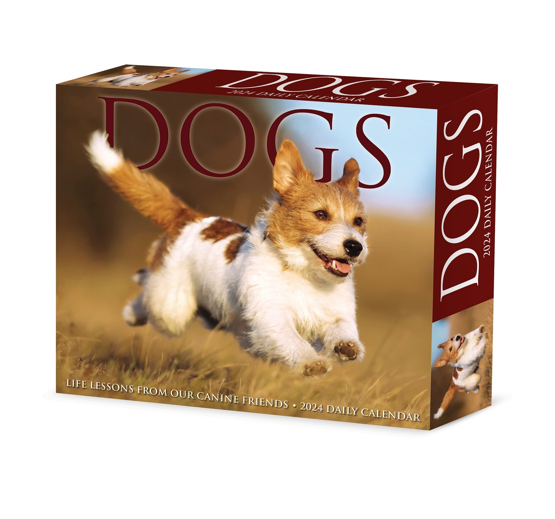 2024 Dogs - Daily Boxed Page-A-Day Calendar US