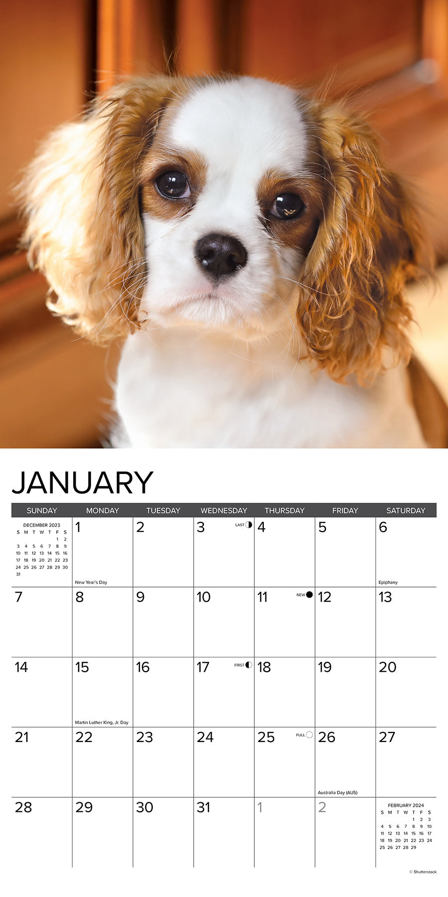 2024 Just Cavalier King Charles Spaniel Puppies - Square Wall Calendar US