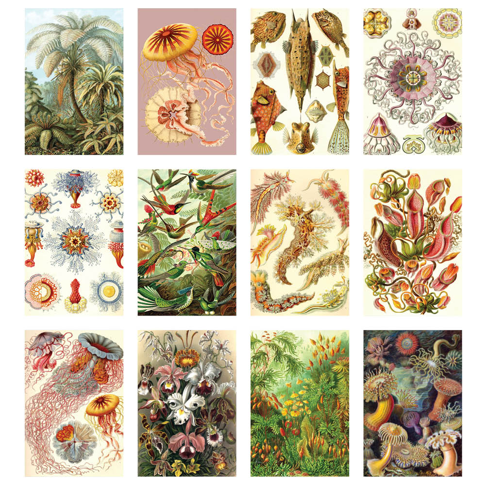 2023 Ernst Haeckel (Large) - Deluxe Wall Poster Calendar