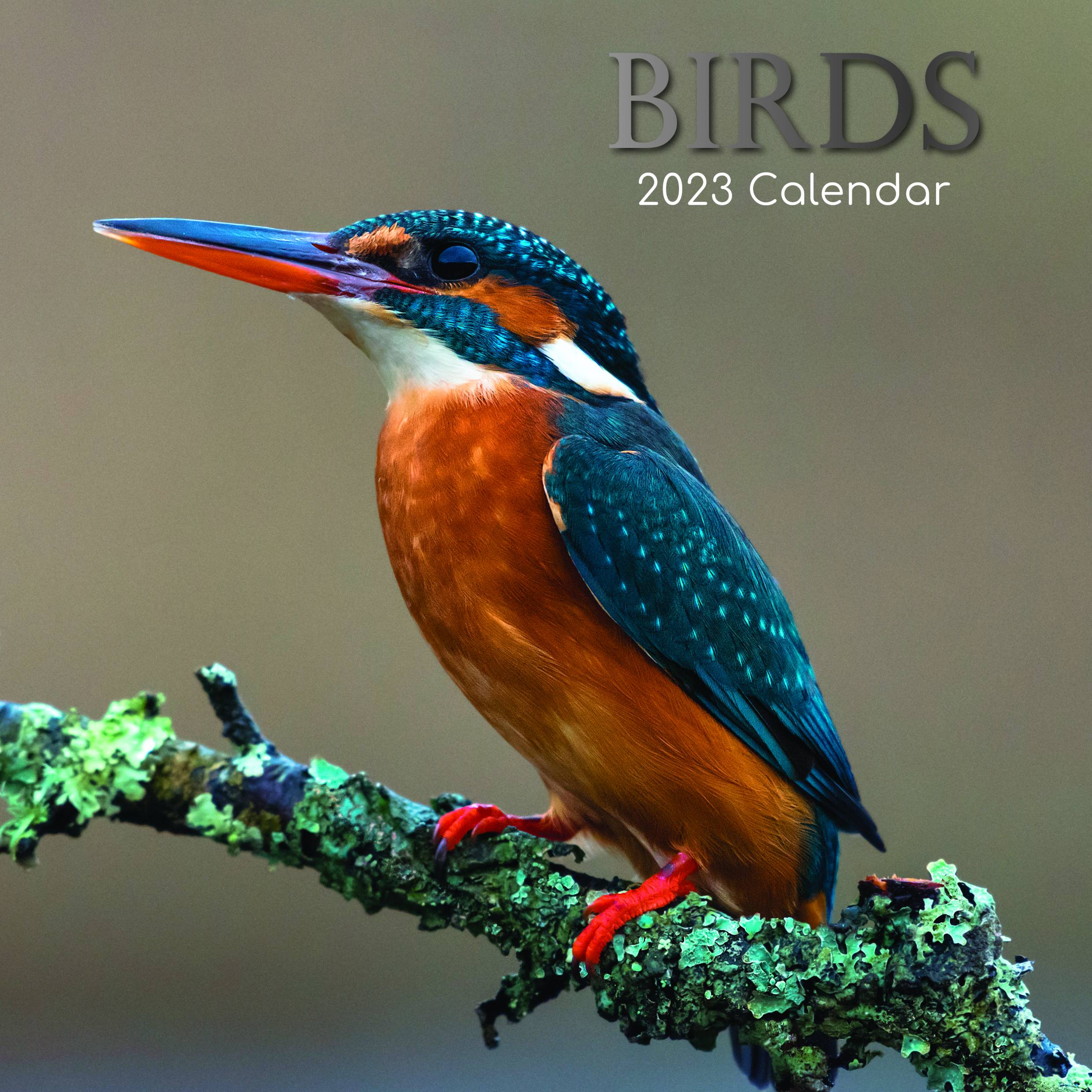 2023 Birds - Square Wall Calendar