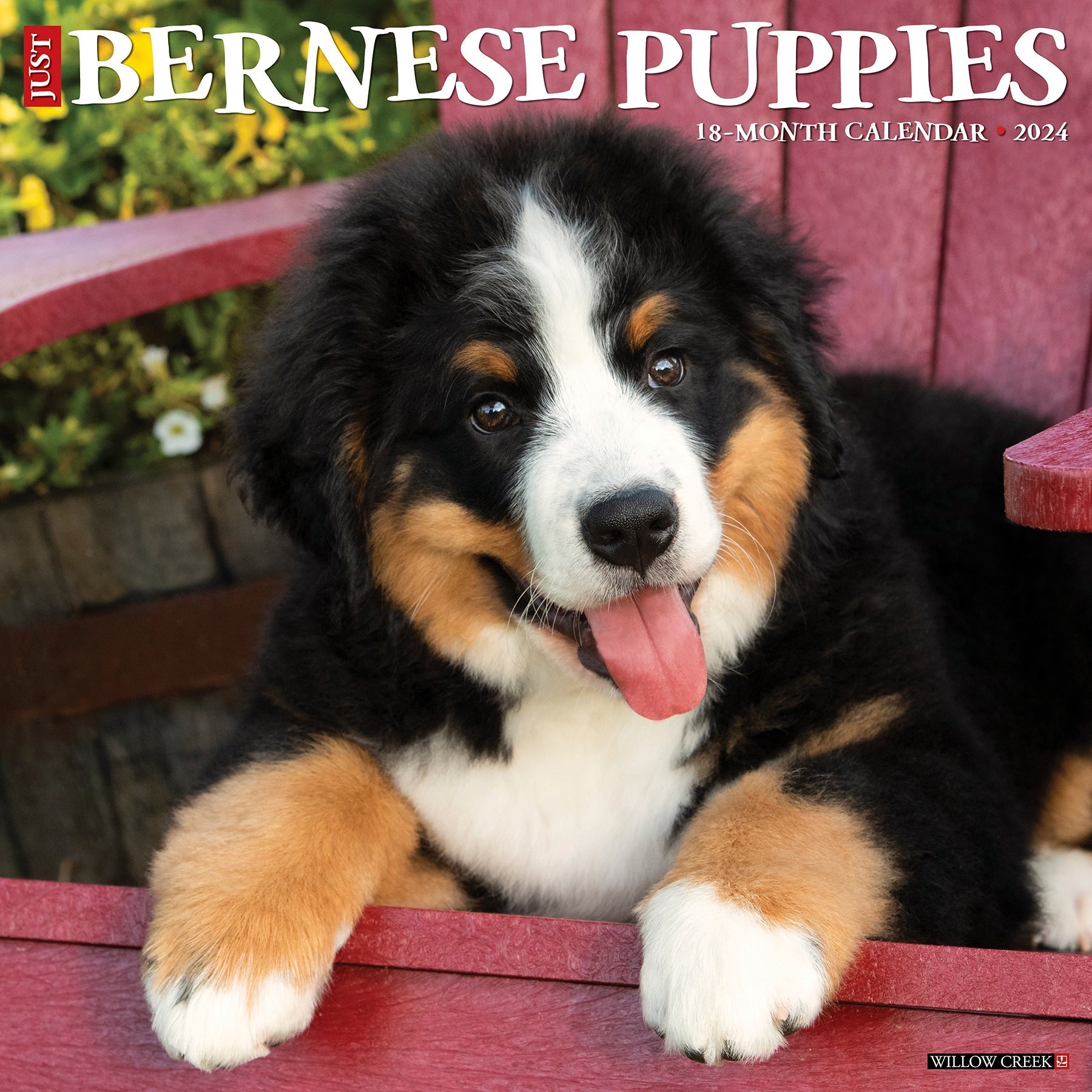 2024 Just Bernese Mountain Puppies - Square Wall Calendar US
