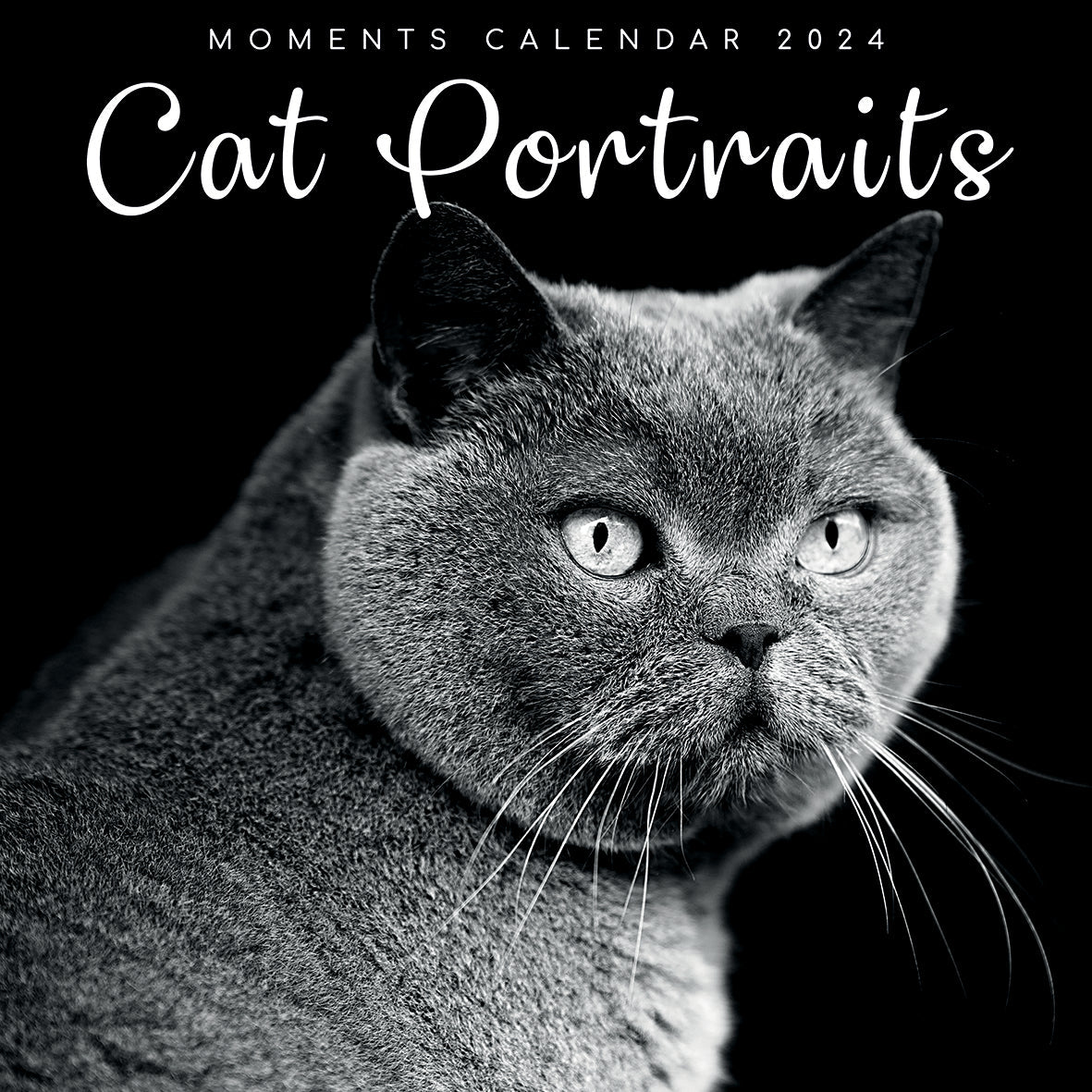 2024 Cat Portraits - Square Wall Calendar