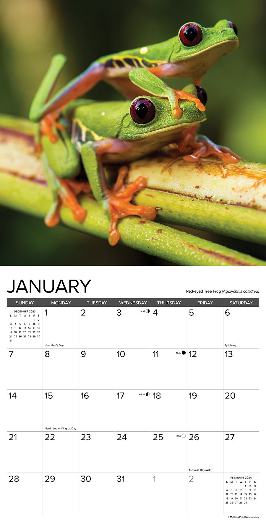 2024 Just Frogs Square Wall Calendar US