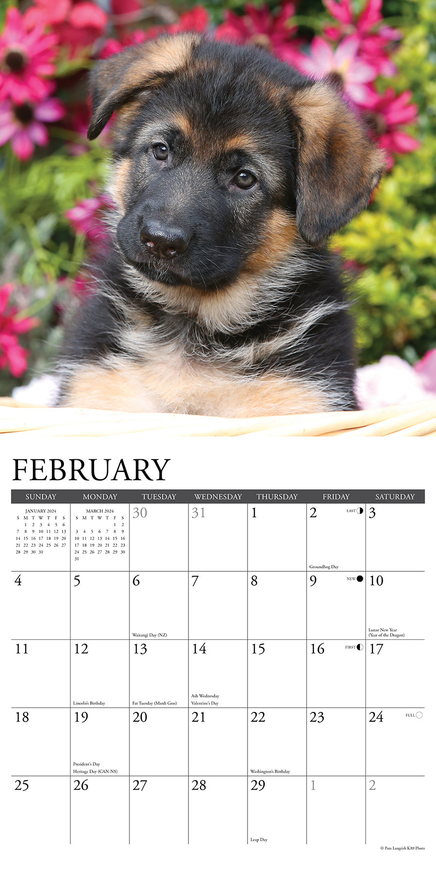 2024 Just German Shepherd Puppies - Square Wall Calendar US