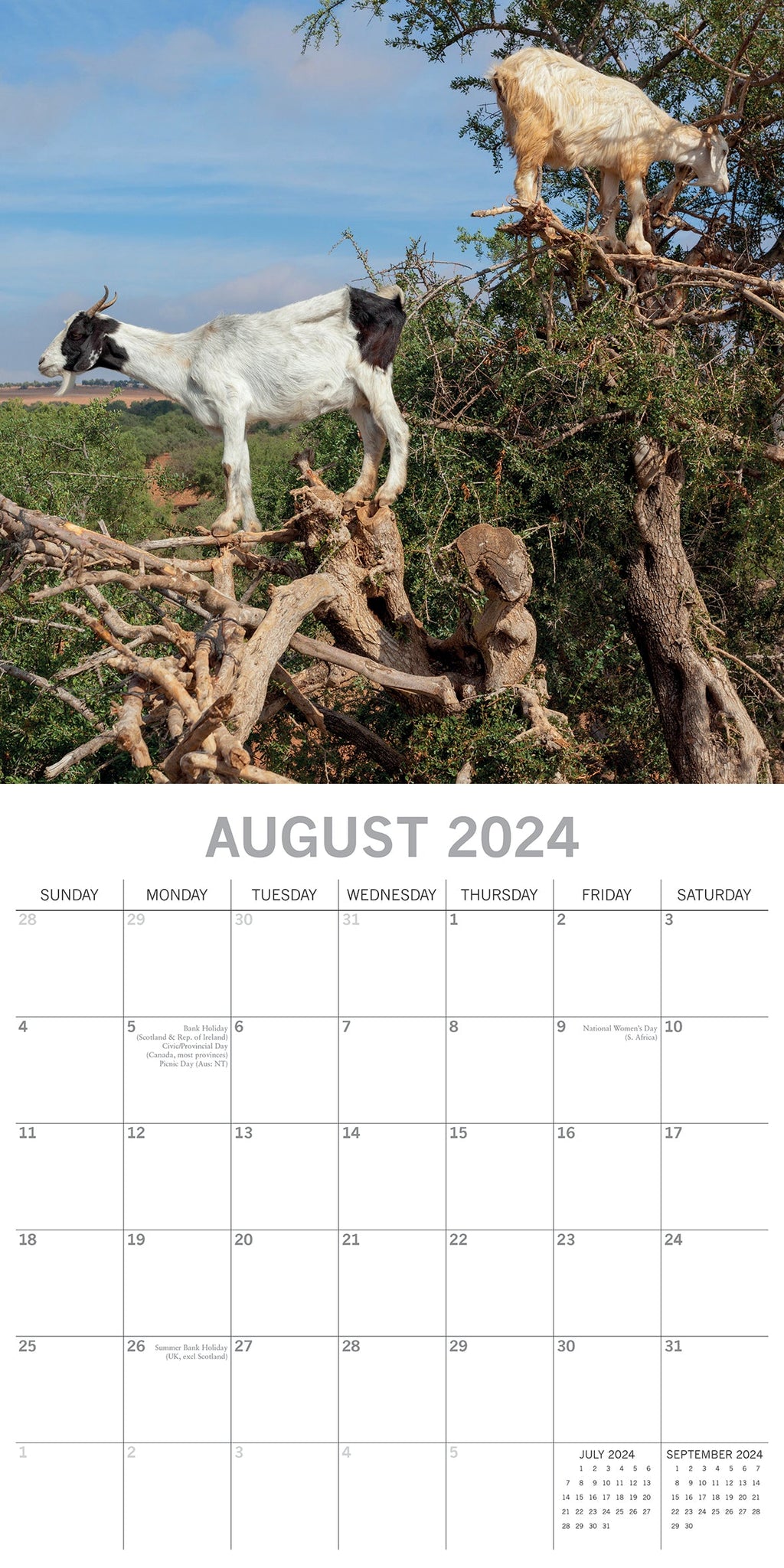 2024 Goats in Trees Square Wall Calendar Animals & Wildlife