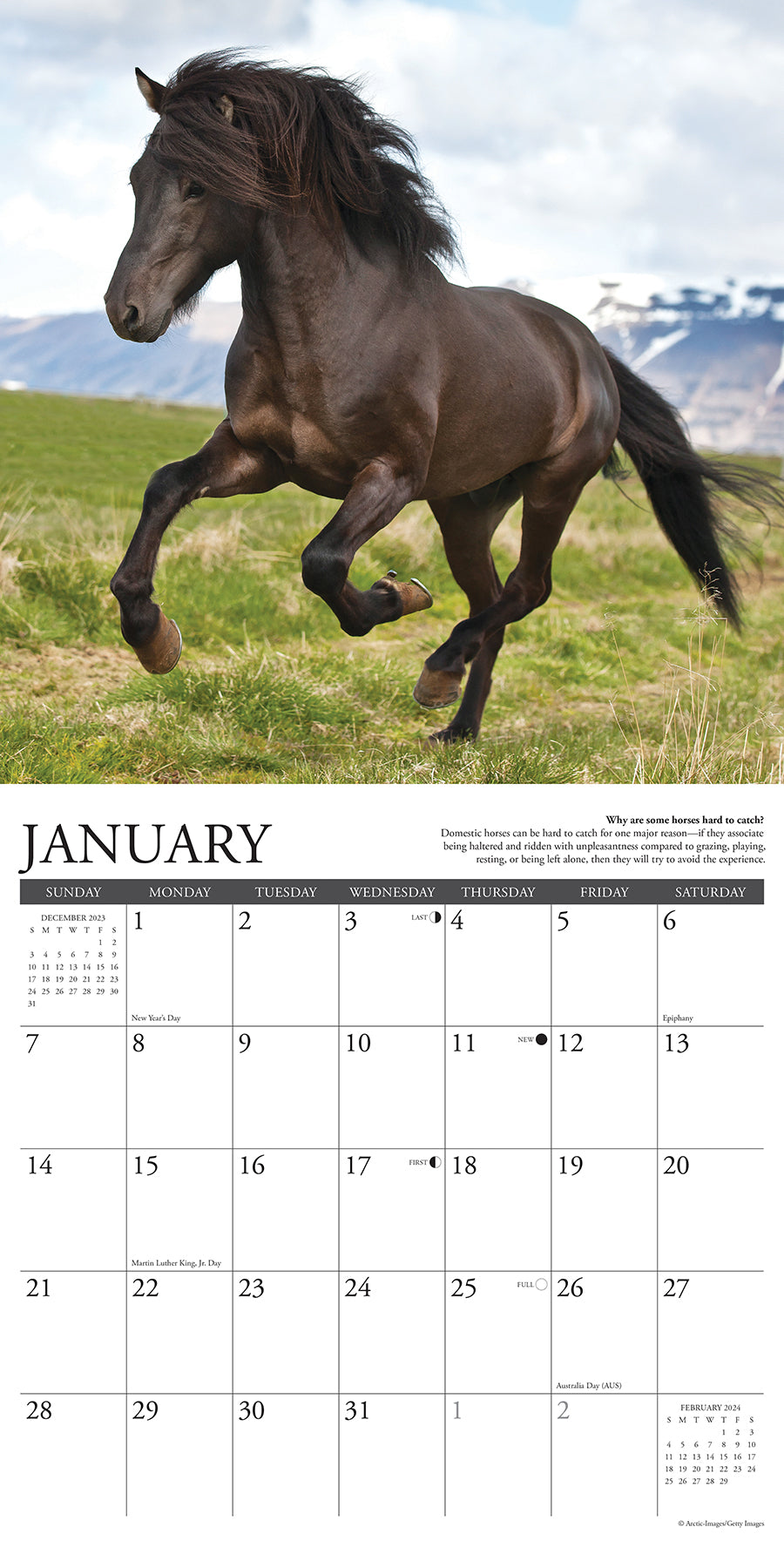 2024 Why Horses Do That - Square Wall Calendar US